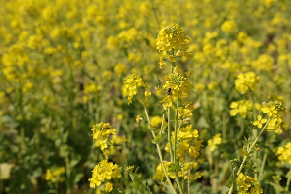 マザー牧場「菜の花」２月15日撮影　ミツバチの姿も♪
