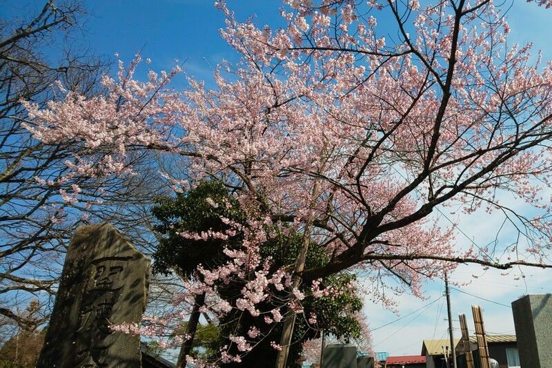 如来寺の化け桜