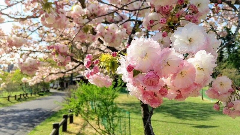 さくらガイドウォークイベント