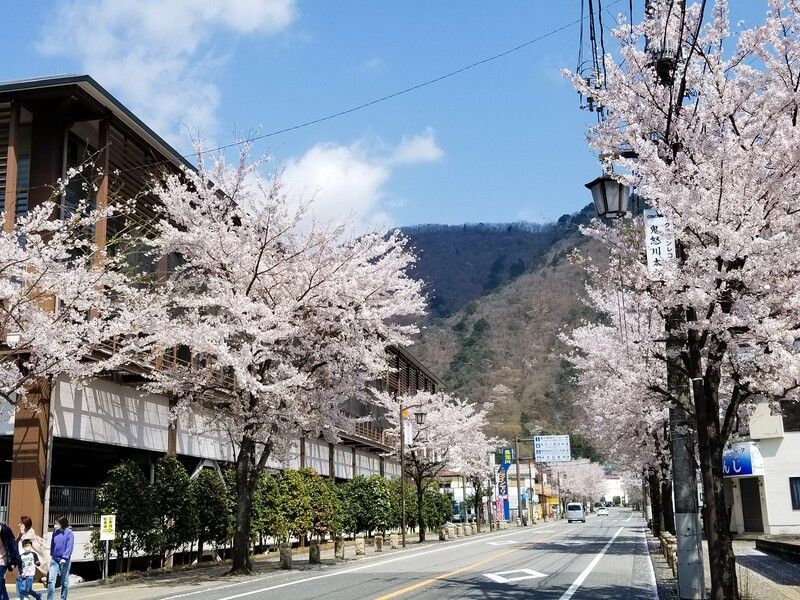 春爛漫 さくら幸せグルメ