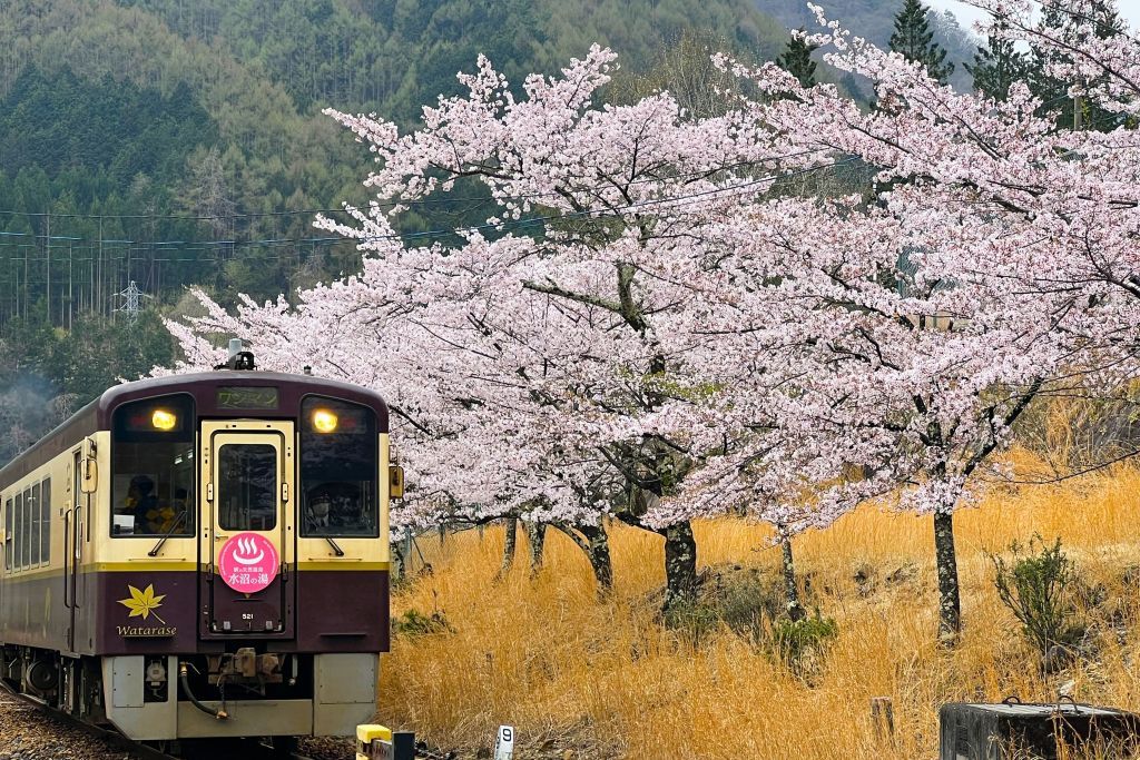 わたらせ渓谷鉄道の桜