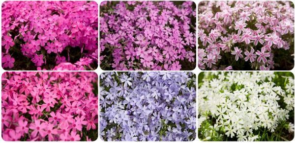 富士芝桜まつりで鑑賞できる花々