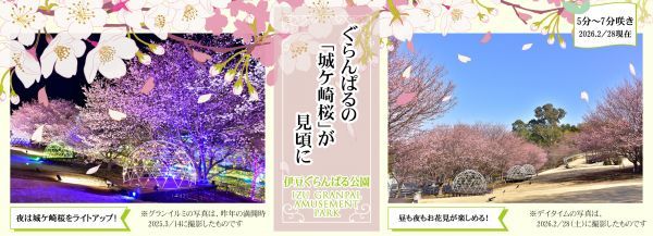 ぐらんぱるの「城ケ崎桜」が見ごろに