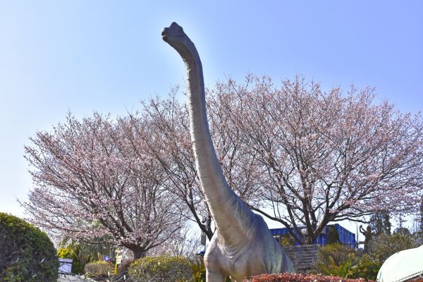 恐竜と城ケ崎桜 伊豆ぐらんぱる公園にて撮影