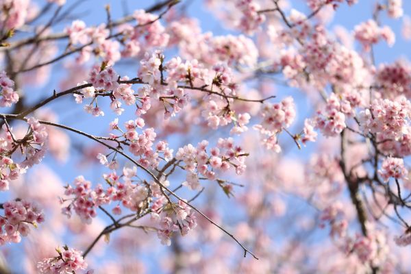 「佐倉城址公園の桜」(イメージ)