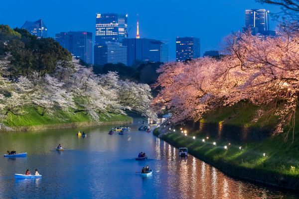 皇居千鳥ヶ淵 夜桜ライトアップ