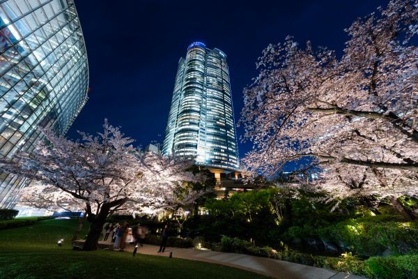 六本木ヒルズ桜並木・夜桜ライトアップ