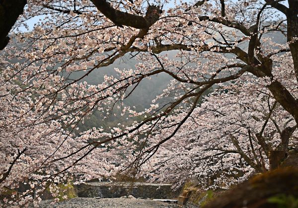 亀岡市の和らぎの道 七谷川沿いのさくら