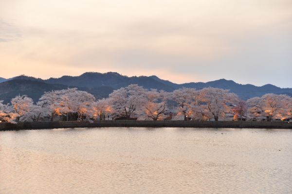 平の沢池のライトアップ