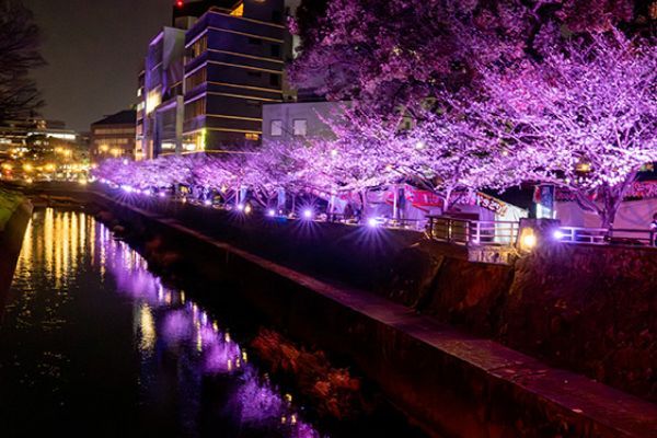 桜ライトアップ