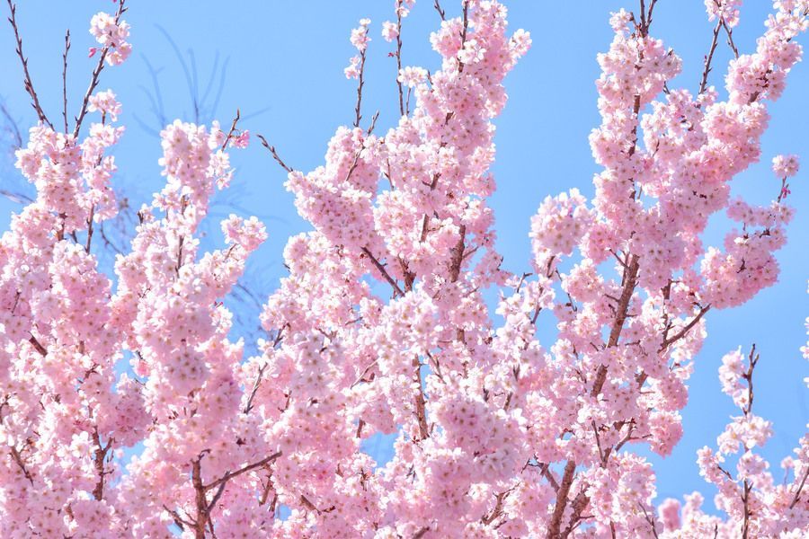 満開の時期、まるでひな祭りのぼんぼり