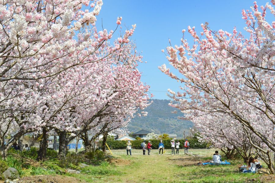 ふくざわ公園の春めき
