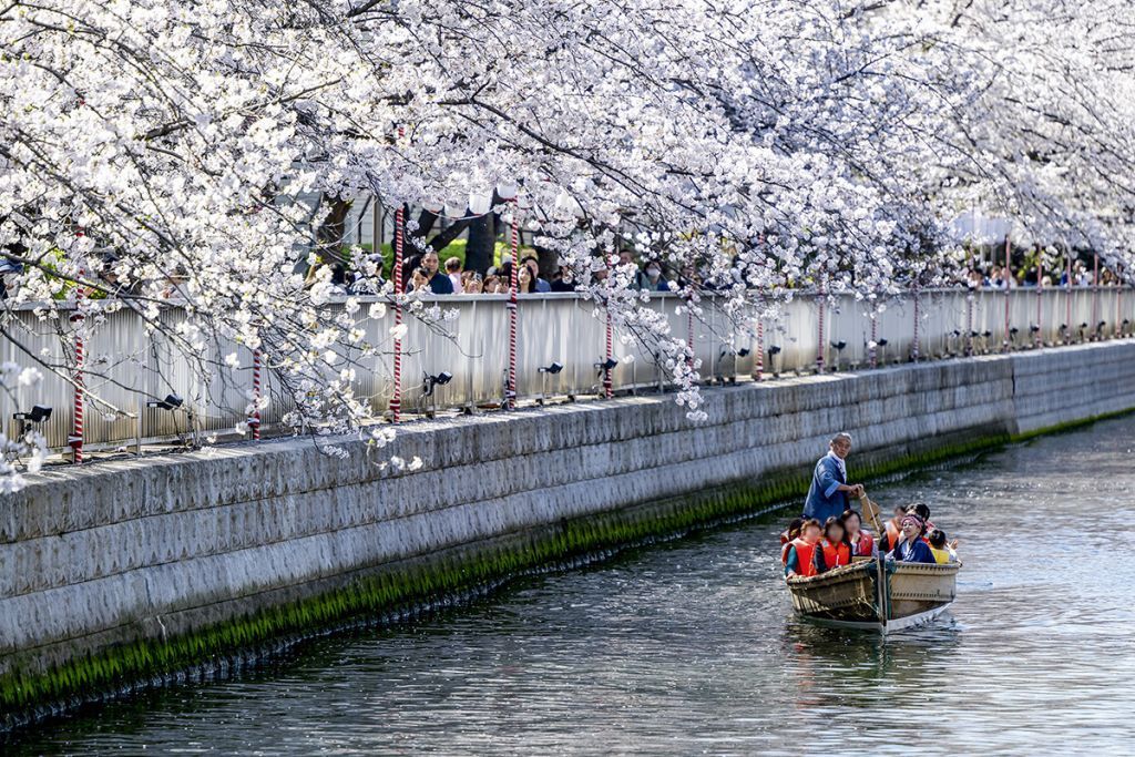 船の上から眺めるのが江戸の花見の贅沢