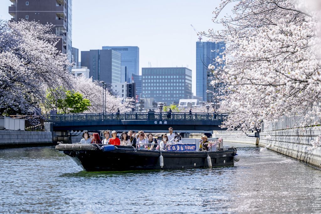 手が届きそうな距離で桜を楽しめる