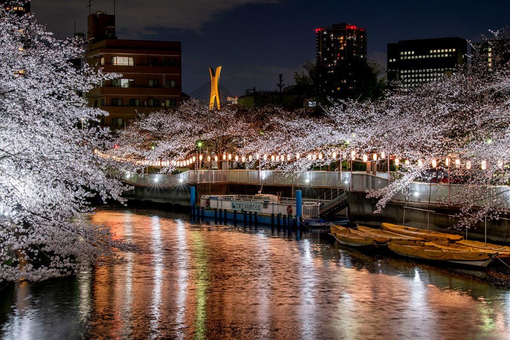 東京駅付近の高層ビルを借景に美しく浮かび上がる大横川の夜桜