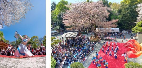 よさこいご縁まつり よさこい奉納