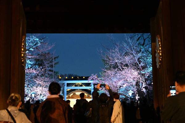 夜桜詣イメージ