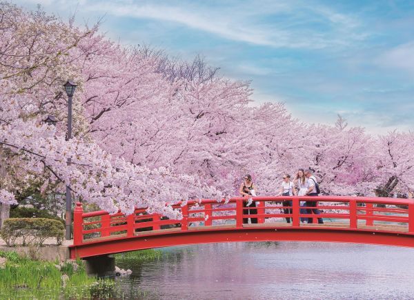 臥竜公園のさくら