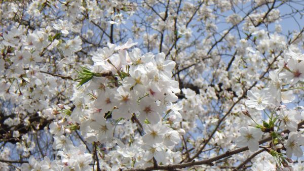 2025年4月撮影 ソメイヨシノ