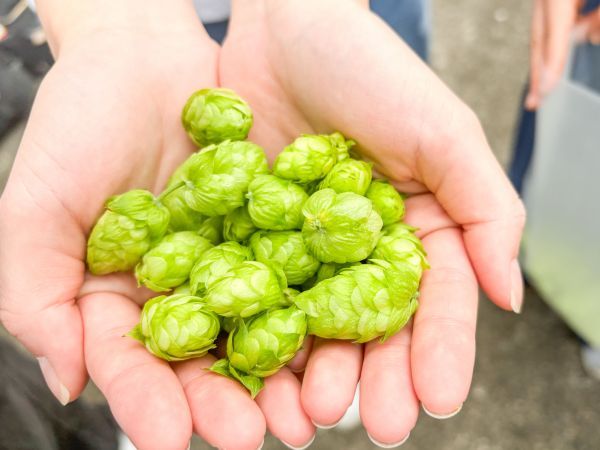 ホップの収穫の様子