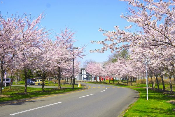 構内のさくら②