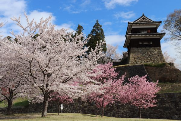 上田城と桜