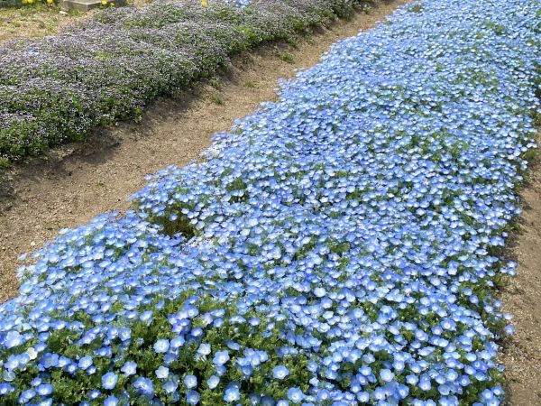 はるいろマルシェin馬見チューリップイメージ１