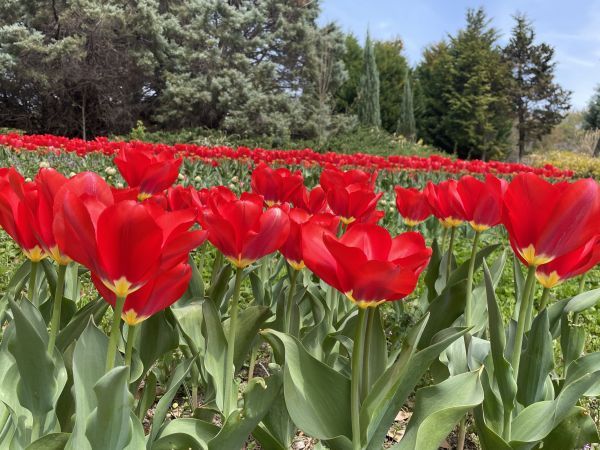 はるいろマルシェin馬見チューリップイメージ２