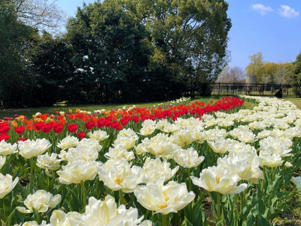 はるいろマルシェin馬見チューリップイメージ３