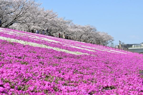 新荒川大橋からの景観