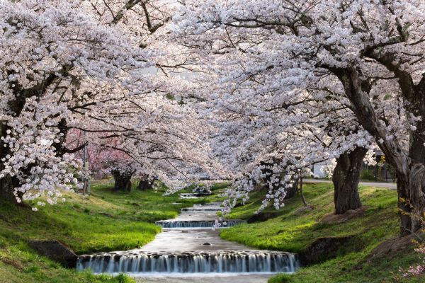 観音寺川の桜