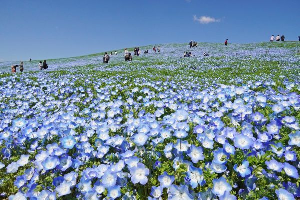 みはらしの丘　撮影／2026年4月8日