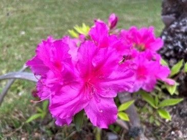 大紫（昨年の様子）