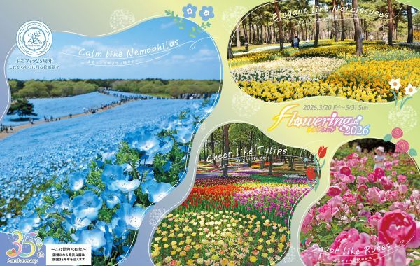 ひたち海浜公園 Flowering 2026
