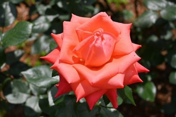 ニュー・アベマリア