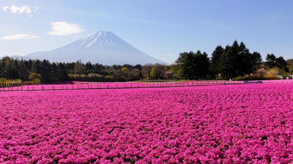 ※本年4月22日撮影