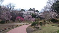 県立三ツ池公園でツバキカンザクラ、カンヒザクラなどが開花しています(2019年3月13日時点)
