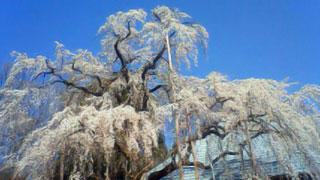 「ひろ」さんからの投稿写真＠慈眼寺