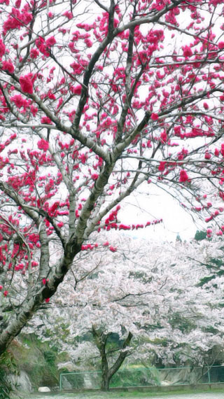 「キコリ」さんからの投稿写真＠星野村