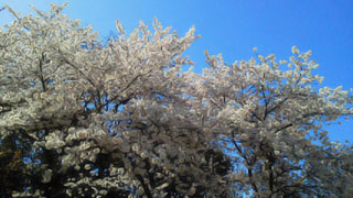 「maii」さんからの投稿写真＠大分県護国神社