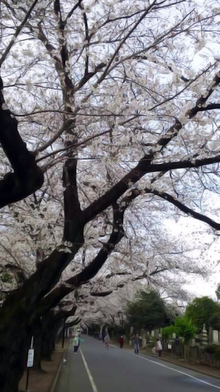 「雅俊」さんからの投稿写真＠谷中霊園