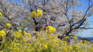 「maii」さんからの投稿写真＠豊後豊岡駅