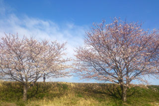 「空青」さんからの投稿写真＠神奈川県小田原市栢山酒匂川沿い