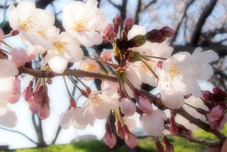 「まるこ」さんからの投稿写真＠藤枝・瀬戸川沿い