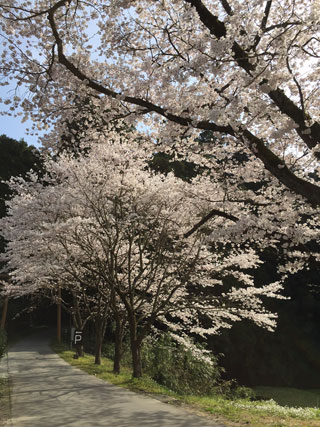 「まつこ」さんからの投稿写真＠秋月城跡