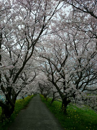 「elmo」さんからの投稿写真＠流川桜並木