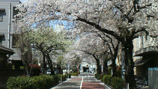 「からしやPAPA」さんからの投稿写真＠目黒区碑文谷地区周辺