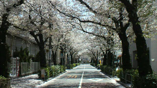 「からしやPAPA」さんからの投稿写真＠目黒区碑文谷地区周辺