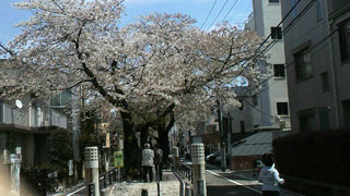 「からしやPAPA」さんからの投稿写真＠目黒区碑文谷地区周辺