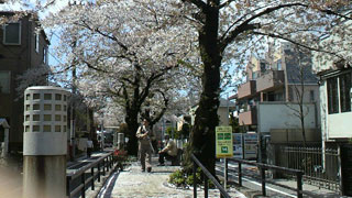「からしやPAPA」さんからの投稿写真＠目黒区碑文谷地区周辺